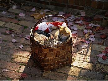 《模拟农场22》“精准农业”免费DLC 4月19日上线